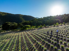 Load image into Gallery viewer, Dried Lavender Sachet 6-Pack | Natural Drawer & Closet Freshener