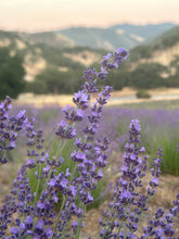 Load image into Gallery viewer, Dried Lavender Sachet 6-Pack | Natural Drawer & Closet Freshener