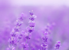 Load image into Gallery viewer, Dried Culinary Lavender - Perfect for Lavender Syrup & Lattes