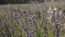 Load and play video in Gallery viewer, Dried Culinary Lavender - Perfect for Lavender Syrup & Lattes