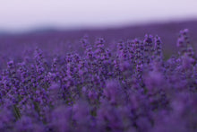 Load image into Gallery viewer, Dried Lavender Sachet 6-Pack | Natural Drawer & Closet Freshener