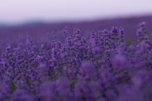 Load image into Gallery viewer, Dried Lavender Sachet 6-Pack | Natural Drawer & Closet Freshener