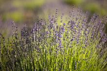 Load image into Gallery viewer, Dried Lavender Sachet 6-Pack
